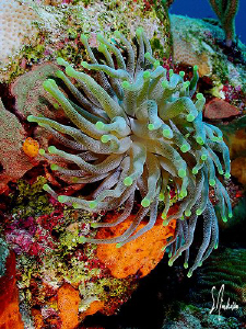 This image of an anemone and soft coral of every color wa... by Steven Anderson 